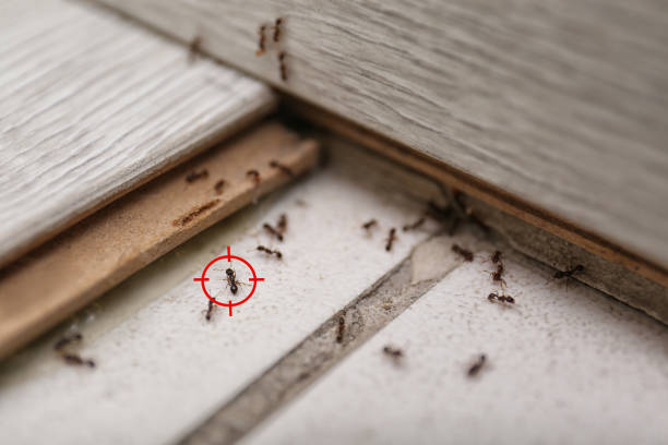 Best Ant Control Services  in Maryville, MO