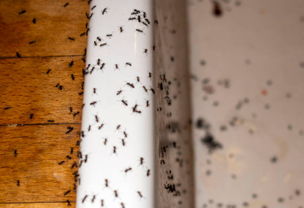 Best Mosquito Control Services  in Maryville, MO