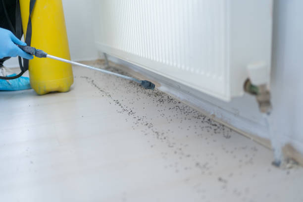 Best Termite Control Services  in Maryville, MO